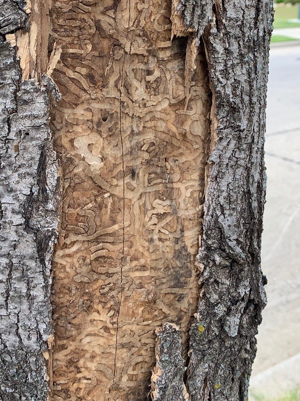 Galleries of emerald ash borer larvae